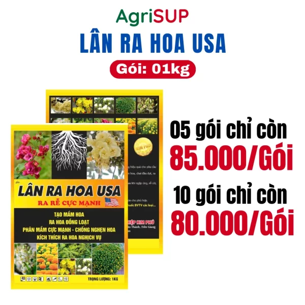 Lân ra hoa USA 1kg - Hình ảnh 3